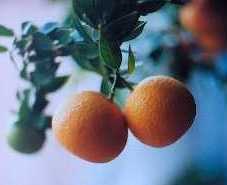 Апельсин Миртолистный