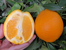 апельсин Вашингтон Навел