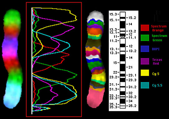 fig7.jpg (61693 bytes)