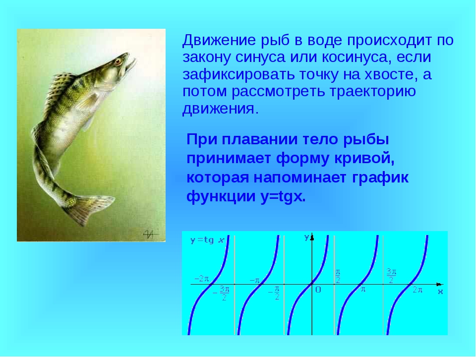 Передвижение рыб в воде. Способы движения рыб. Способы передвижения рыб. Перемещение рыб. Движение рыб в воде.